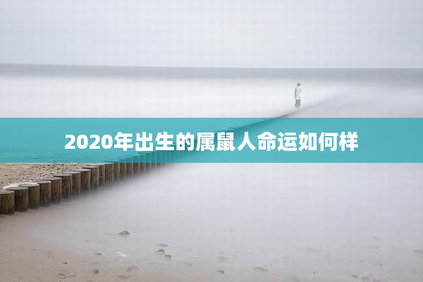 2020年出生的属鼠人命运如何样